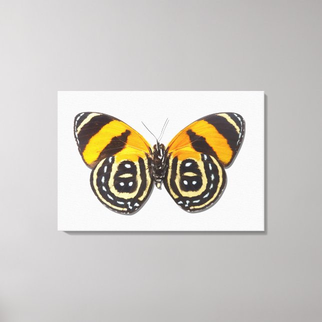 Catagramma cynosura canvastryck (Framsida)