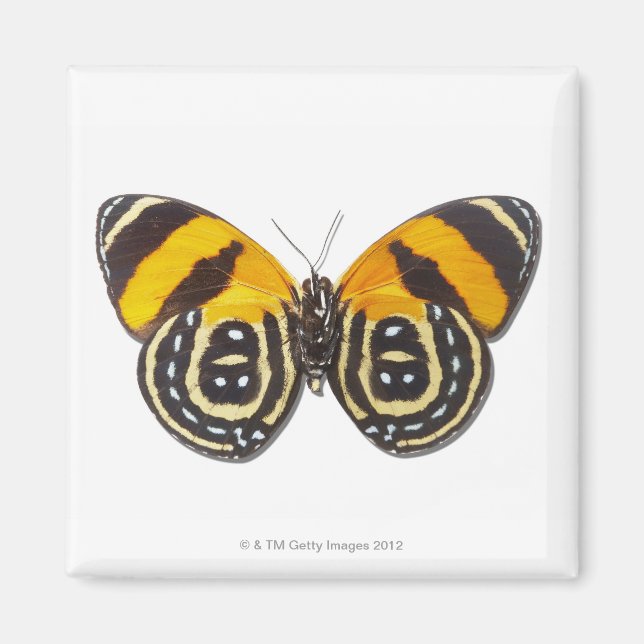 Catagramma cynosura magnet (Framsidan)