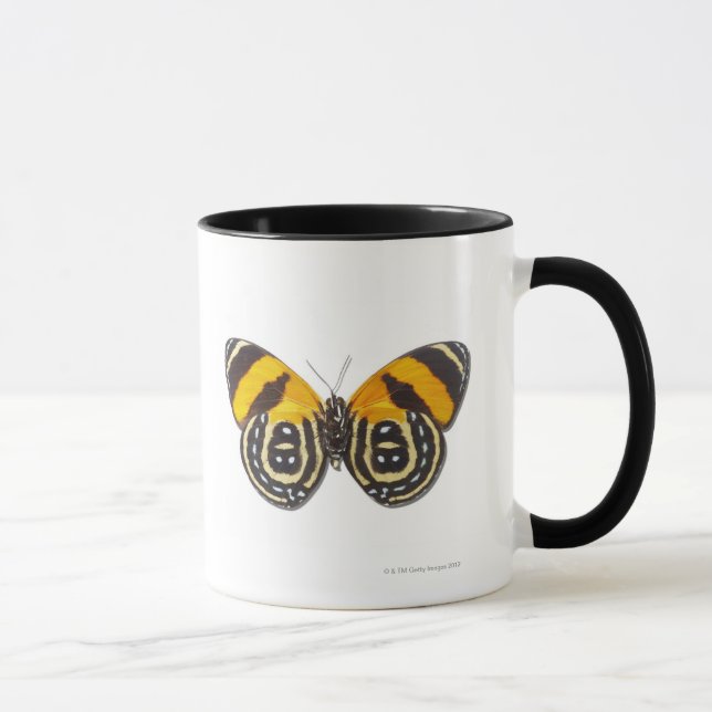 Catagramma cynosura mugg (Höger)