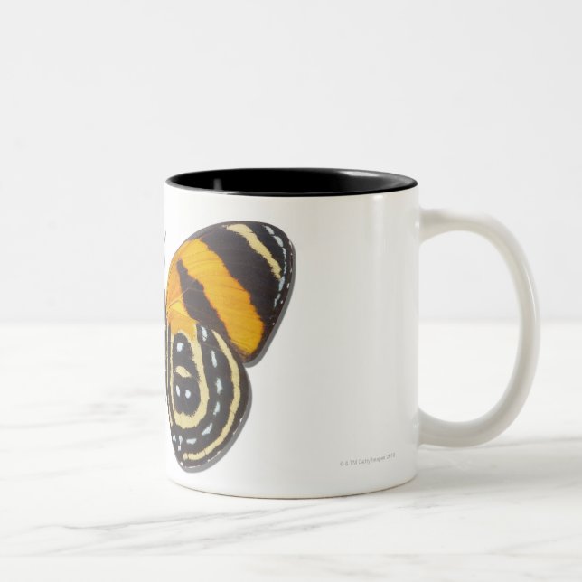 Catagramma cynosura Två-Tonad mugg (Höger)