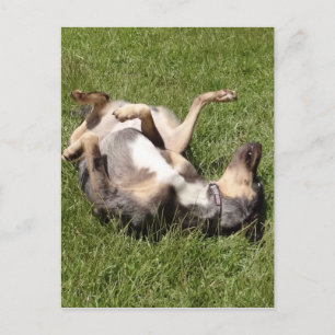 Catahoula Leopard Hog Hund Rolling in Grass Vykort