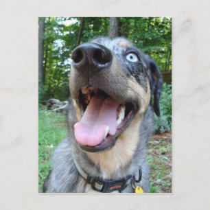 Catahoula Leopard Hund Ansikte Vykort