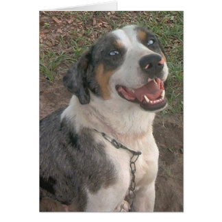 Catahoula Leopard Hund Hälsningskort