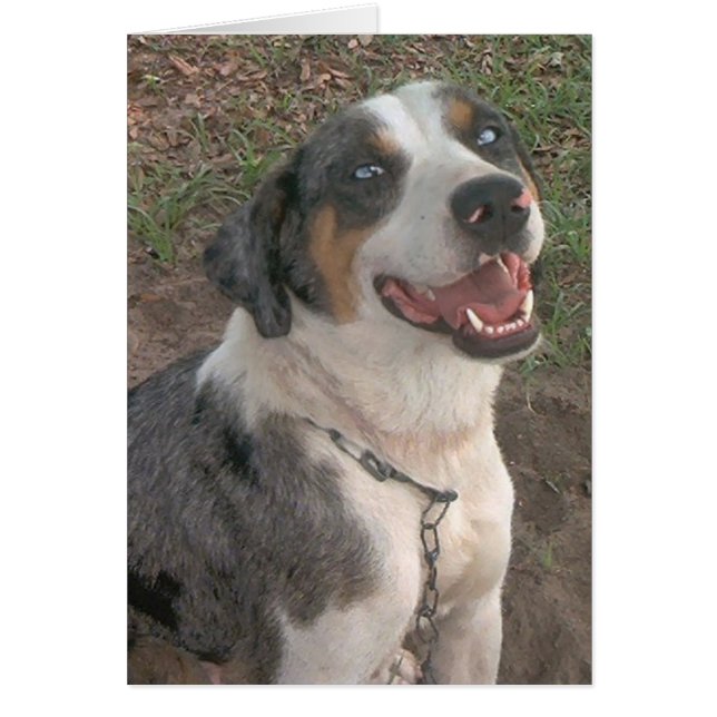 Catahoula Leopard Hund Hälsningskort (Framsidan)