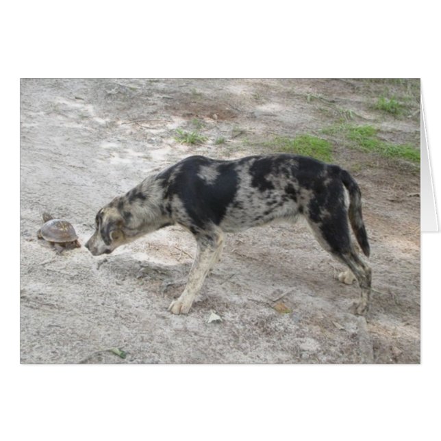 Catahoula leopard Hund Hälsningskort (Framsidan Horizontal)