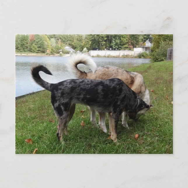 Catahoula Leopard Hund och Ausky Hund Sniffing Vykort (Framsida)
