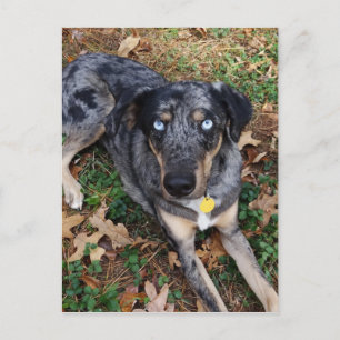 Catahoula Leopard Hund om nedläggning Vykort