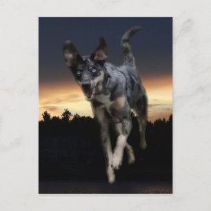 Catahoula Leopard Hund Running on Sunset Vykort