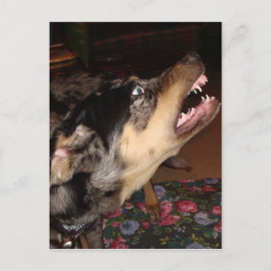 Catahoula Leopard Hund Showing Teeth Vykort