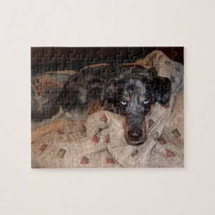 Catahoula Leopard Hund Snoozing Pussel