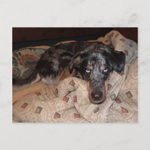 Catahoula Leopard Hund Snoozing Vykort