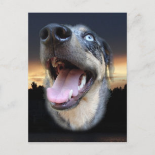 Catahoula Leopard Hund Sunset Vykort