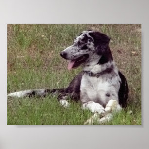 Catahoula Leopardhund Poster
