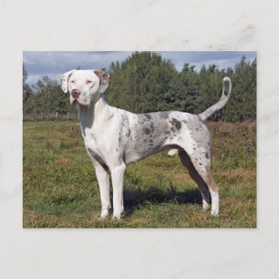 Catahoula louisiana leopard hund vykort