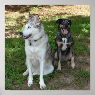 Catahoula och Ausky Hund Vänskap Poster