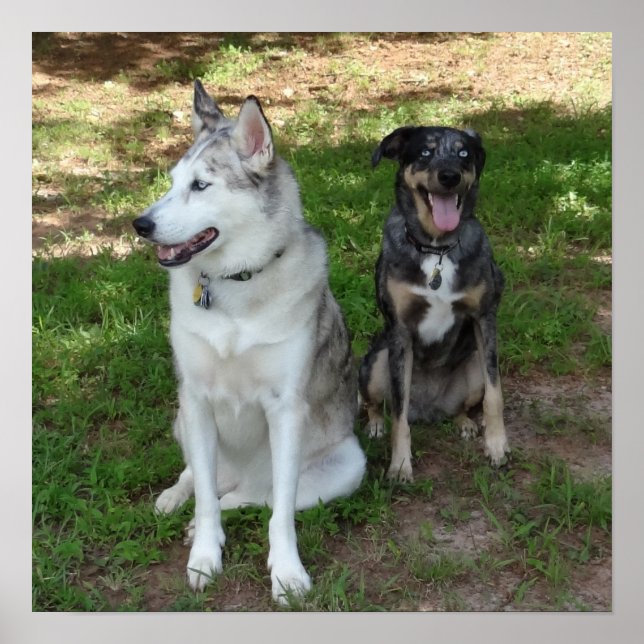 Catahoula och Ausky Hund Vänskap Poster (Framsidan)