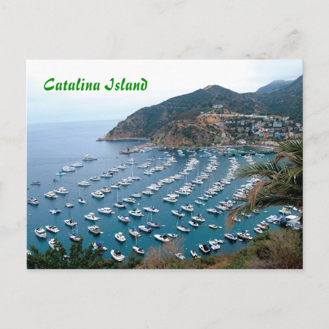 Catalina Island Vykort (Framsida)