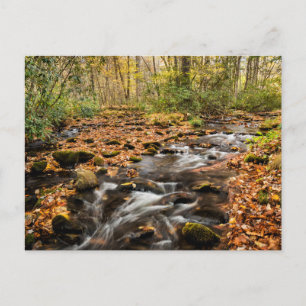 Cataloochee Creek NC Great Smoky Mountains Vykort