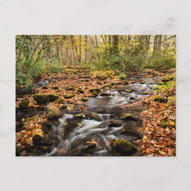 Cataloochee Creek NC Great Smoky Mountains Vykort (Framsida)