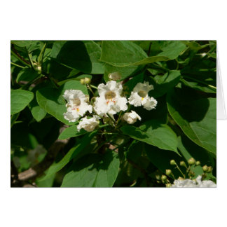 Catalpa blommar hälsningskort