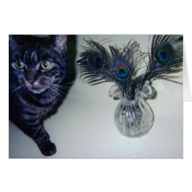 catandpeacockfeathers 001 hälsningskort (Framsidan Horizontal)