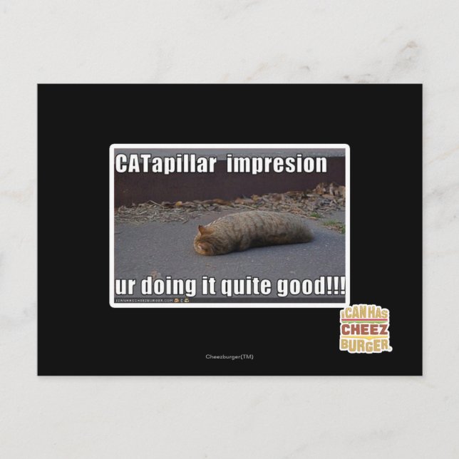 CATapillar Vykort (Framsida)