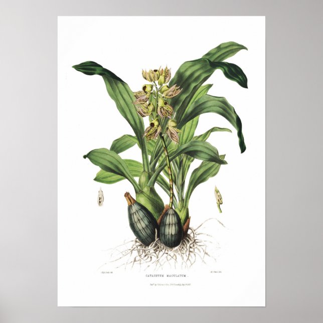 Catasetum maculatum av Miss Drake. Poster (Framsidan)