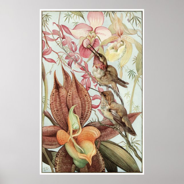 Catasetum och Cypridediums 1912 Poster (Framsidan)
