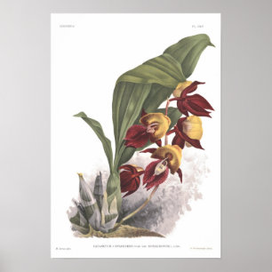 Catasetumsplendens Poster