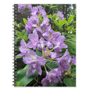 Catawbiense Boursault Rhododendrons, Oregon Anteckningsbok