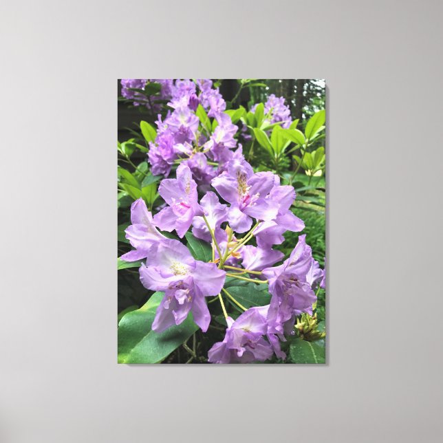 Catawbiense Boursault Rhododendrons, Oregon Canvastryck (Framsida)