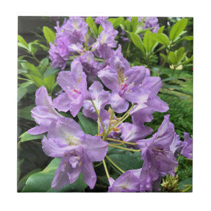 Catawbiense Boursault Rhododendrons, Oregon Kakelplatta