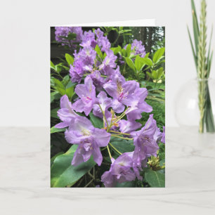 Catawbiense Boursault Rhododendrons, Oregon Kort