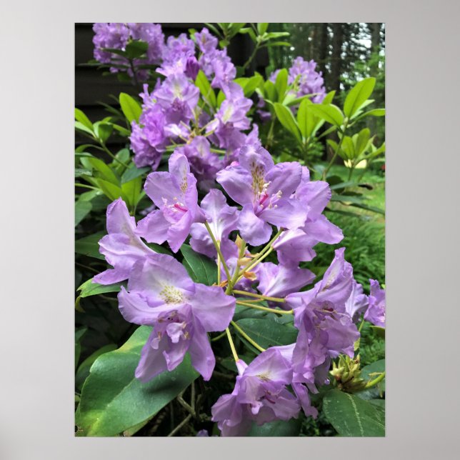Catawbiense Boursault Rhododendrons, Oregon Poster (Framsidan)