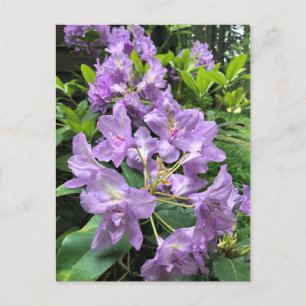 Catawbiense Boursault Rhododendrons, Oregon Vykort