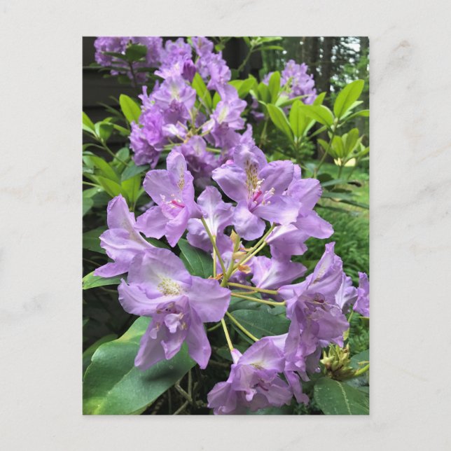 Catawbiense Boursault Rhododendrons, Oregon Vykort (Framsida)
