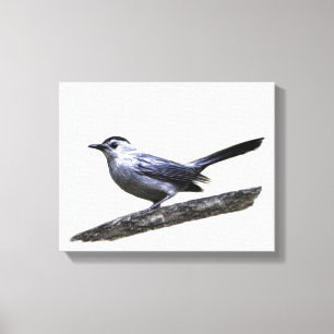 Catbird Canvastryck
