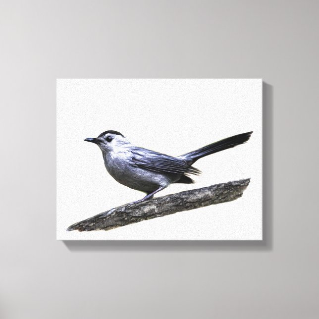 Catbird Canvastryck (Framsida)