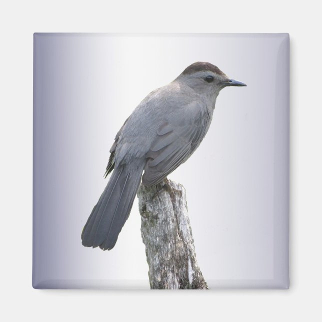 Catbird Magnet (Framsidan)