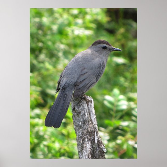 Catbird Poster (Framsidan)