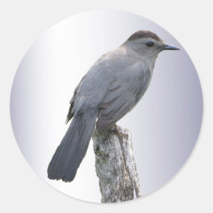 Catbird Runt Klistermärke