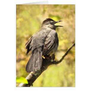 Catbird som sjunger hans sång det tomma kortet hälsningskort
