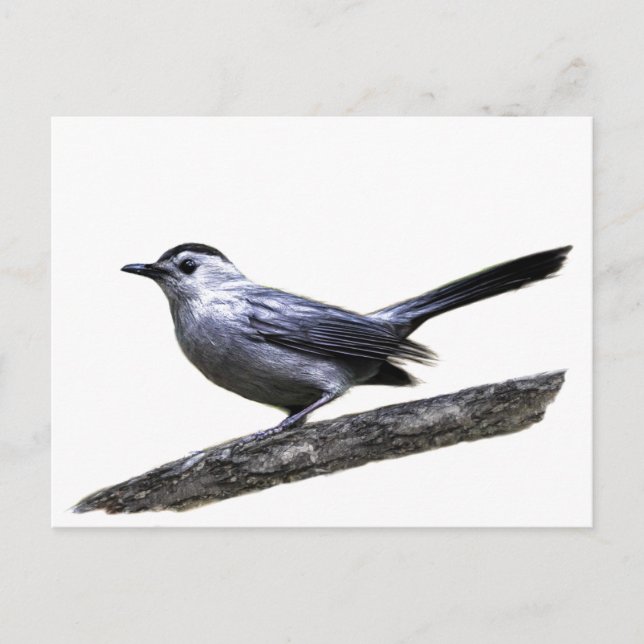 Catbird Vykort (Framsida)