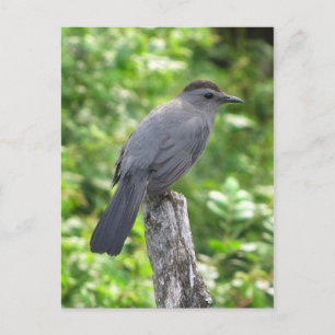 Catbird Vykort