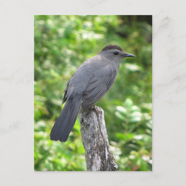 Catbird Vykort (Framsida)