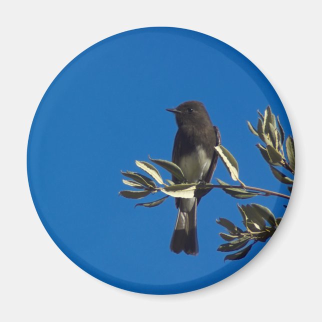 Catcher flygande magnet (Framsidan)