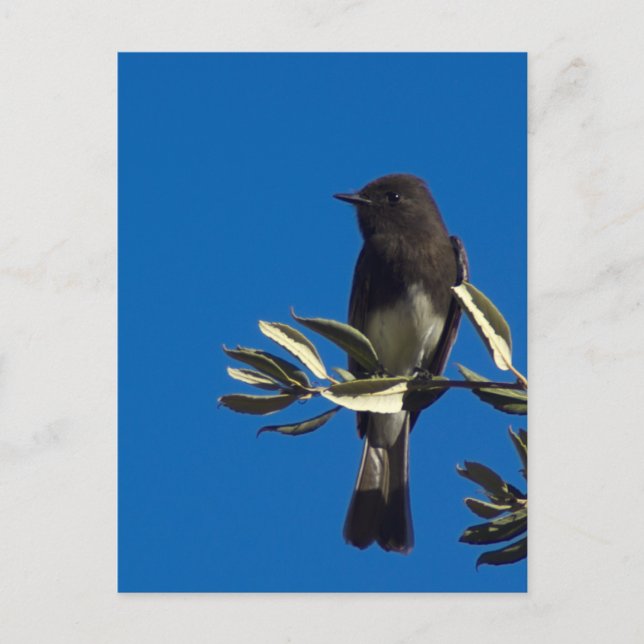 Catcher flygande vykort (Framsida)