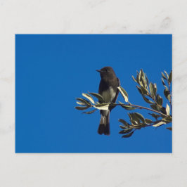 Catcher flygande vykort