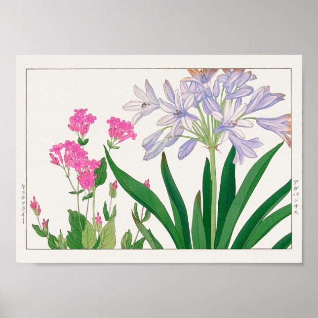 Catchfly, afrikansk lily av Tanigami Konan Poster (Framsidan)