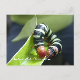 Caterpillar på löv vykort